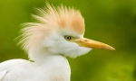 Heron egipćanin