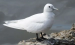 Whitewull white