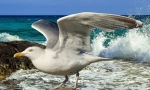 Galeb
