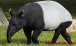 Kaharski tapir