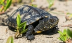 Turtle marsh evropska