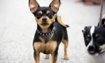Chihuahua - najstarniji pasm pasa