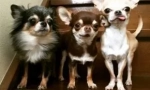 Chihuahua: istorija pasmina