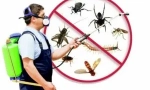 Što je dezinsekcija, vrste i narudžbi