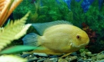 Cichlasoma (cichlasomae)