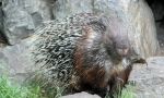 Porcupin