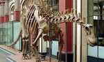 Dwicolusaur