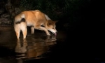 Dingo - divlji pas australija