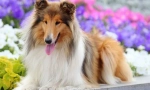 Dugodlaki collie