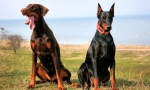 Doberman pinscher (foto): sve o značajkama nesebično neposrednog vlasnika pasmine