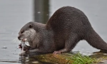 Početna otter: ljubavna životinja ili divlja životinja