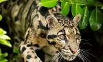 Dimy leopard