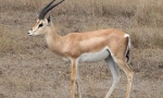 Jaran