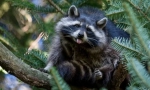 Raccoon polski