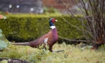 Pheasanov. Porodica ptica