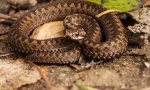 Viper