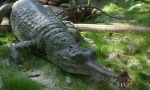 Ganges gavial