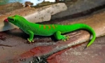 Gecko (foto): gušter sa fantastičnim sposobnostima