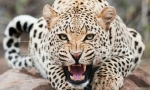 Gepard