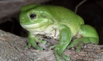 Herpetologija