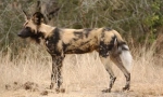 Hyenal dog