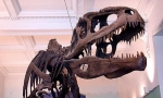 Giganotosaur