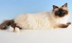 Himalayan cat