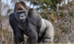 Gorilla eastern rudar