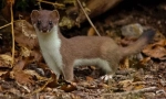 Ermine