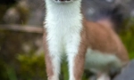 Ermine