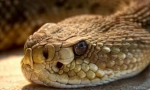 Ktrtlesnake
