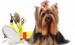 Dogs za smeće: ulice frizure i kravata lukova