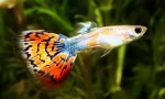 Guppy (poecijalia reticulata)