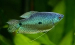 Gurura