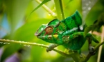 Chameleon (foto): pravi zavjer za životinjskog svijeta