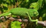 Chameleon običan