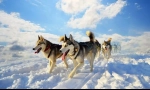 Husky (foto): svježi i neovisan pas jahanja