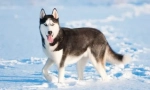 Husky: ime teorije porijekla
