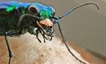 Grabežljiv insekti