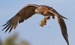 Birds predatora