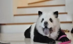 Hit kina: chow-chow panda