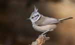 Crested sinitsa