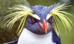 Crested penguin