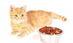Holastic cat grad: recenzije i detaljan pregled najboljeg feeda