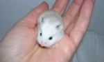 Hamster roborovski