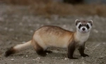 Ferret amerikanac
