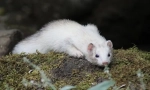 Ferret opis, stil života, stanište u kojem živi