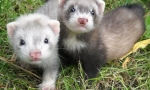 Ferret