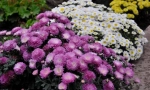 Chrysanthemum sadovaya
