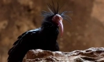 Ibis ćelav sever